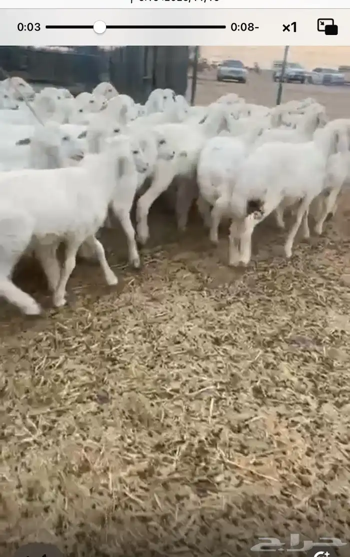 بهم تربيه مرتفع شكل وشعره العمار من ثلاثه شهور 2