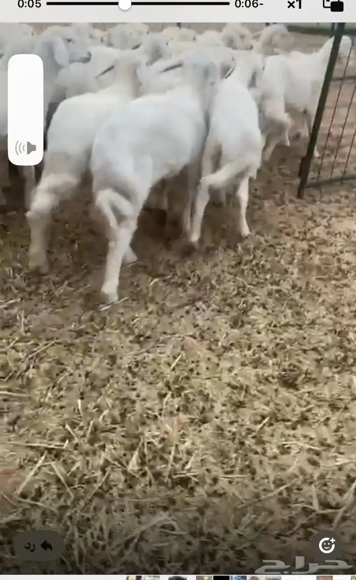 بهم تربيه مرتفع شكل وشعره العمار من ثلاثه شهور 4