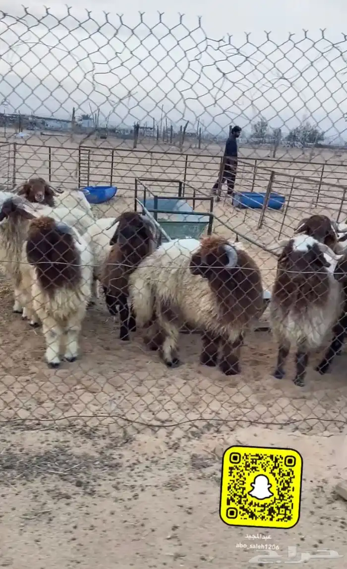 ذبايح نعيمي حري ساكني 5