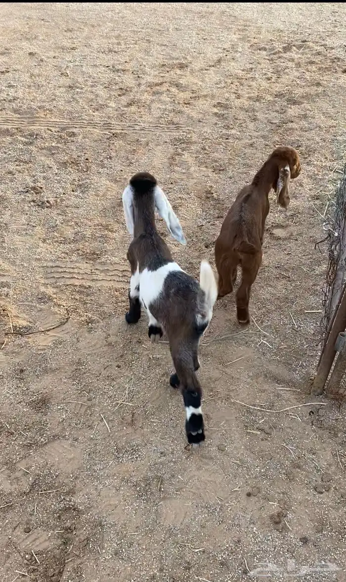 دواغير تيس وجفره 0