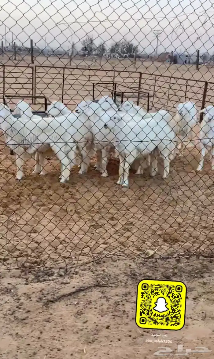 ذبايح نعيمي حري ساكني 6