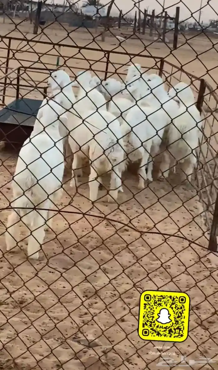 ذبايح نعيمي حري ساكني 7