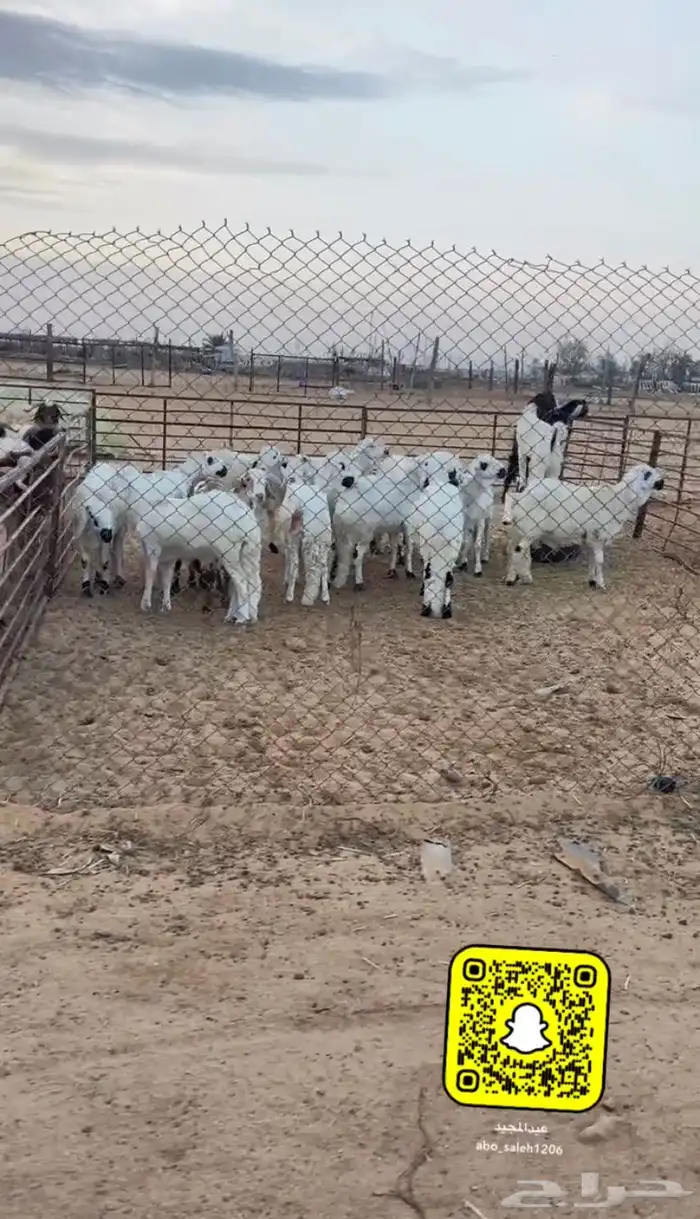 ذبايح نعيمي حري ساكني 3