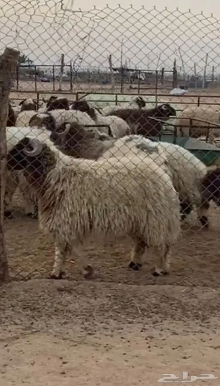 ذبايح نعيمي حري ساكني 1