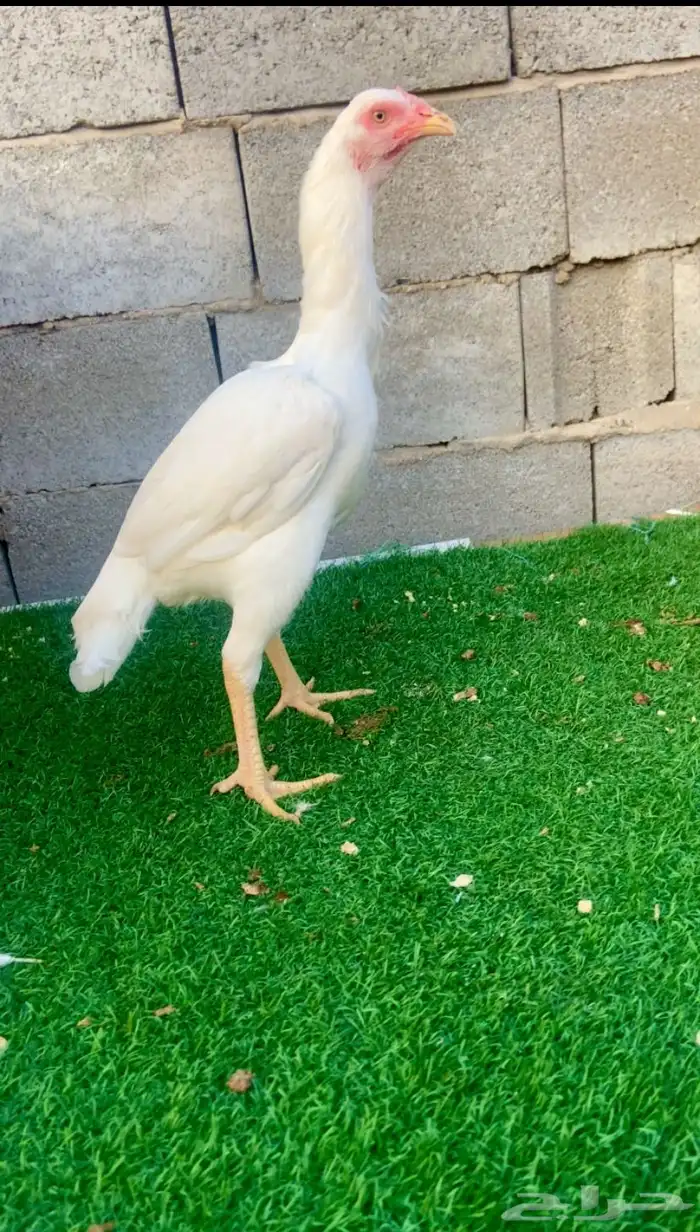 جوز سندي نسل عم غبشان 3