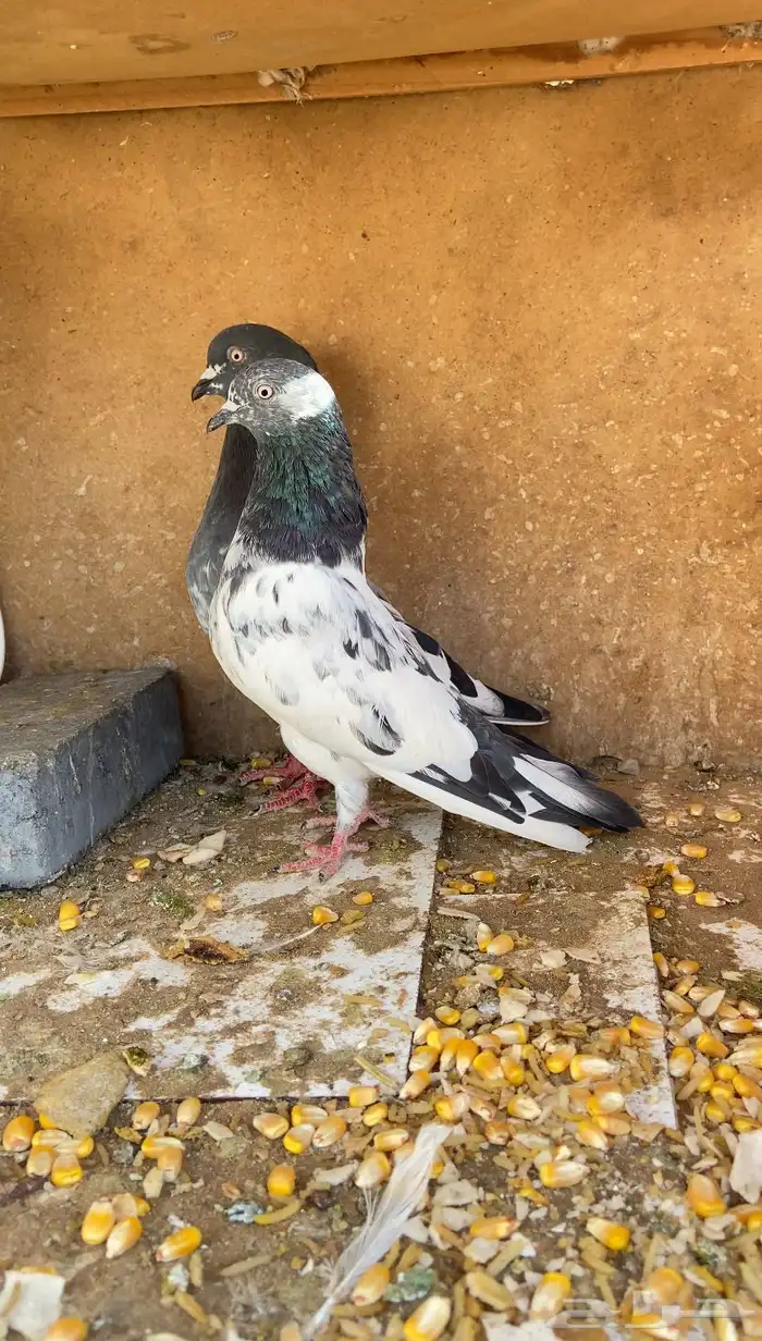 جوز تيدي للبيع 0