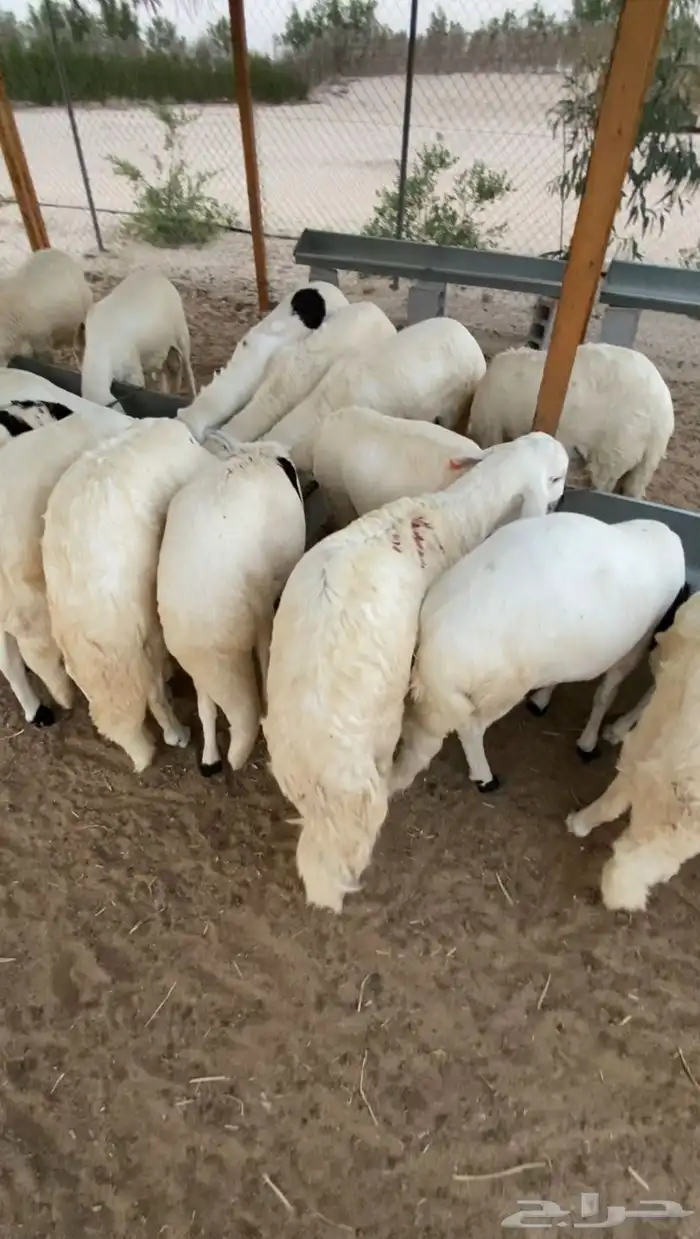 سواكن مرابي خمس شهور على شعير وذرة صفرا 2