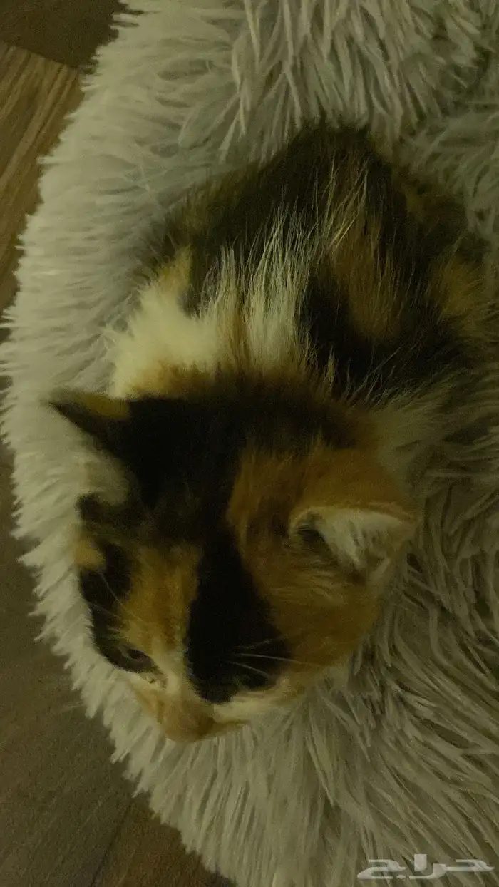 قطه عمرها شهرين للتبني 1