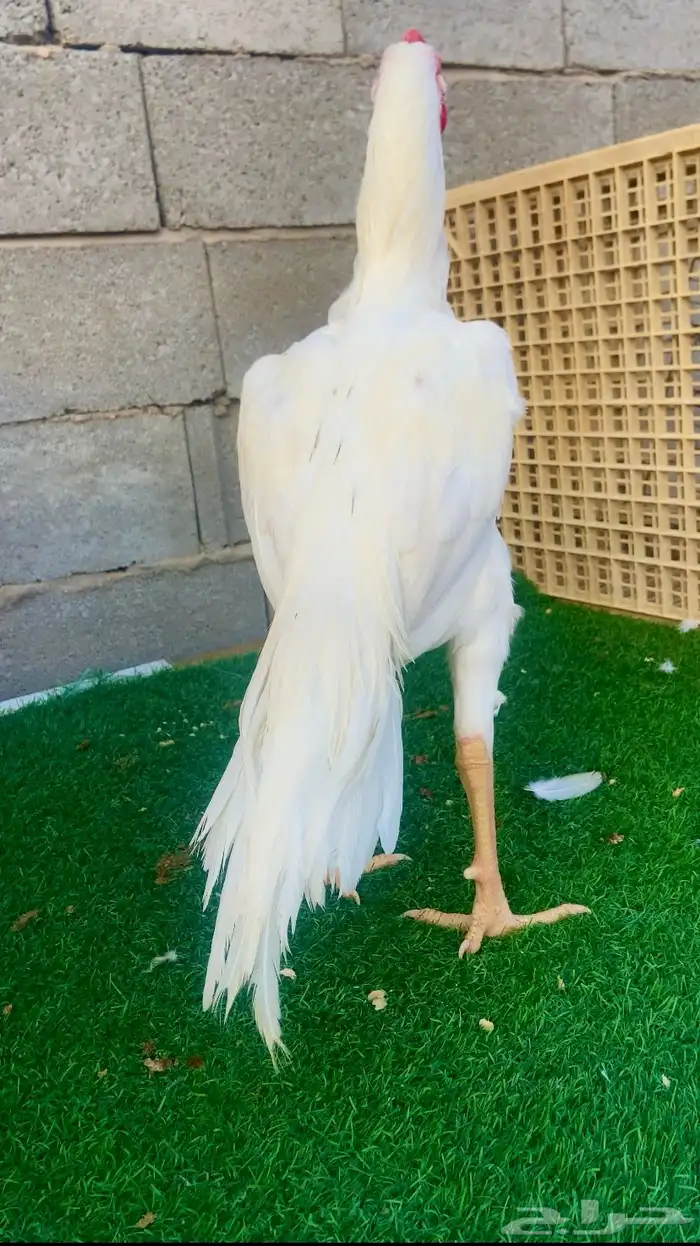 جوز سندي نسل عم غبشان 1