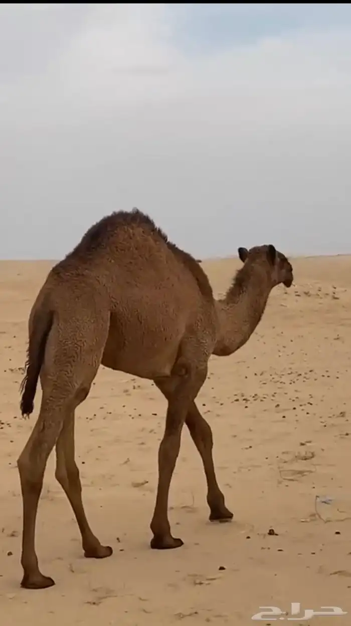 للبيع حوارها عمرها 9 شهور رمانيه 0