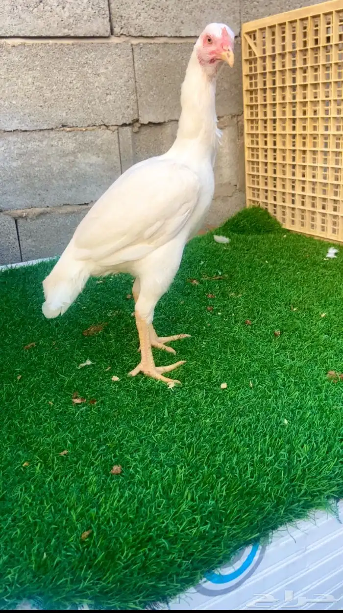 جوز سندي نسل عم غبشان 2