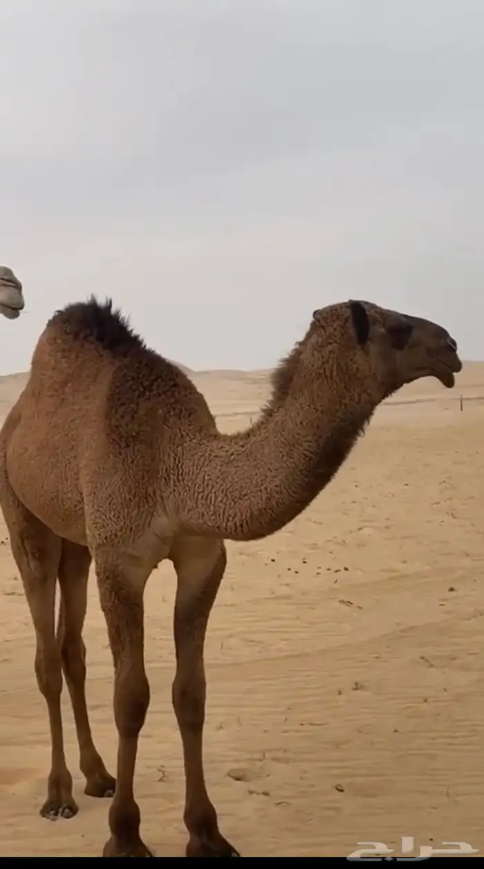 للبيع حوارها عمرها 9 شهور رمانيه 2