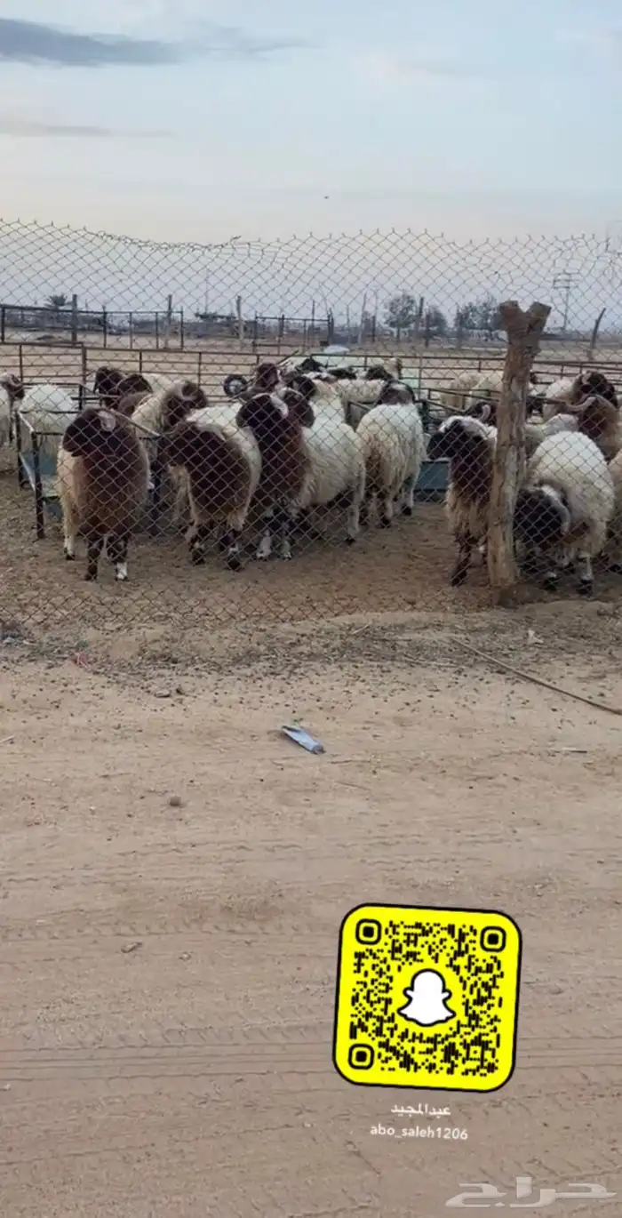 ذبايح نعيمي حري ساكني 0