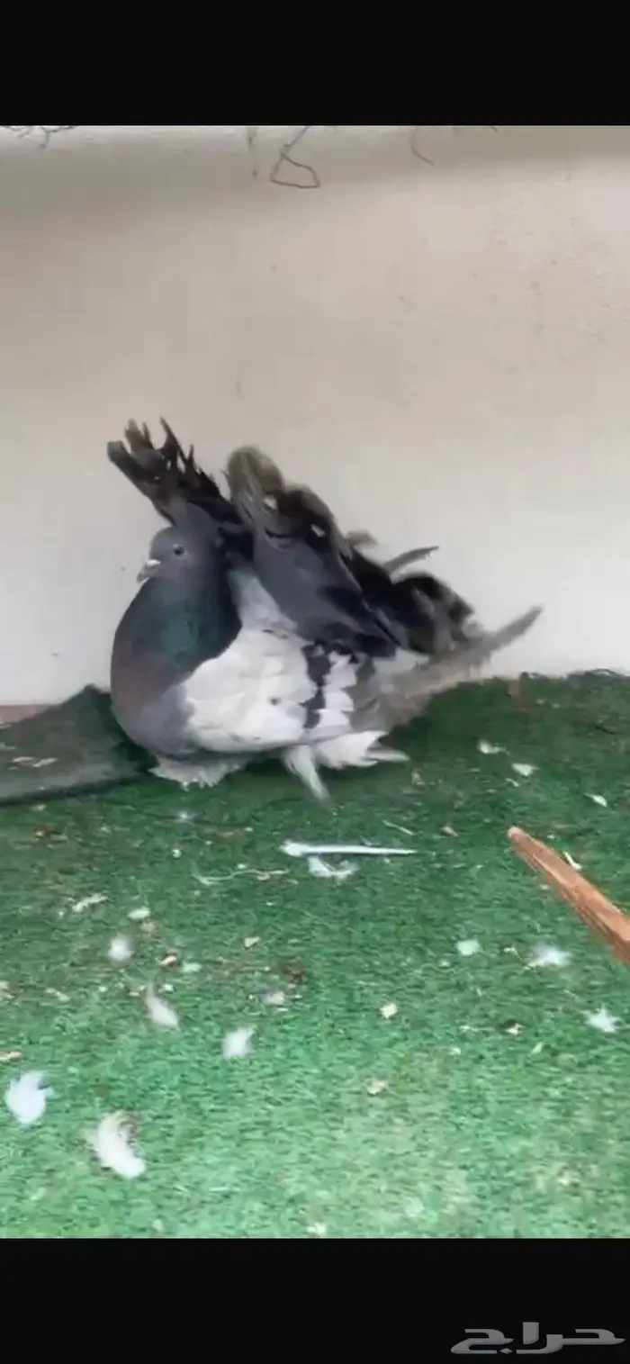 زوج رقاص أمريكي تم البيع 0