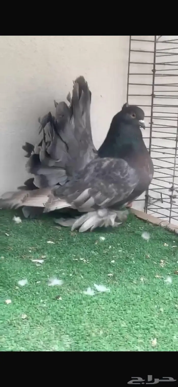 زوج رقاص أمريكي تم البيع 1