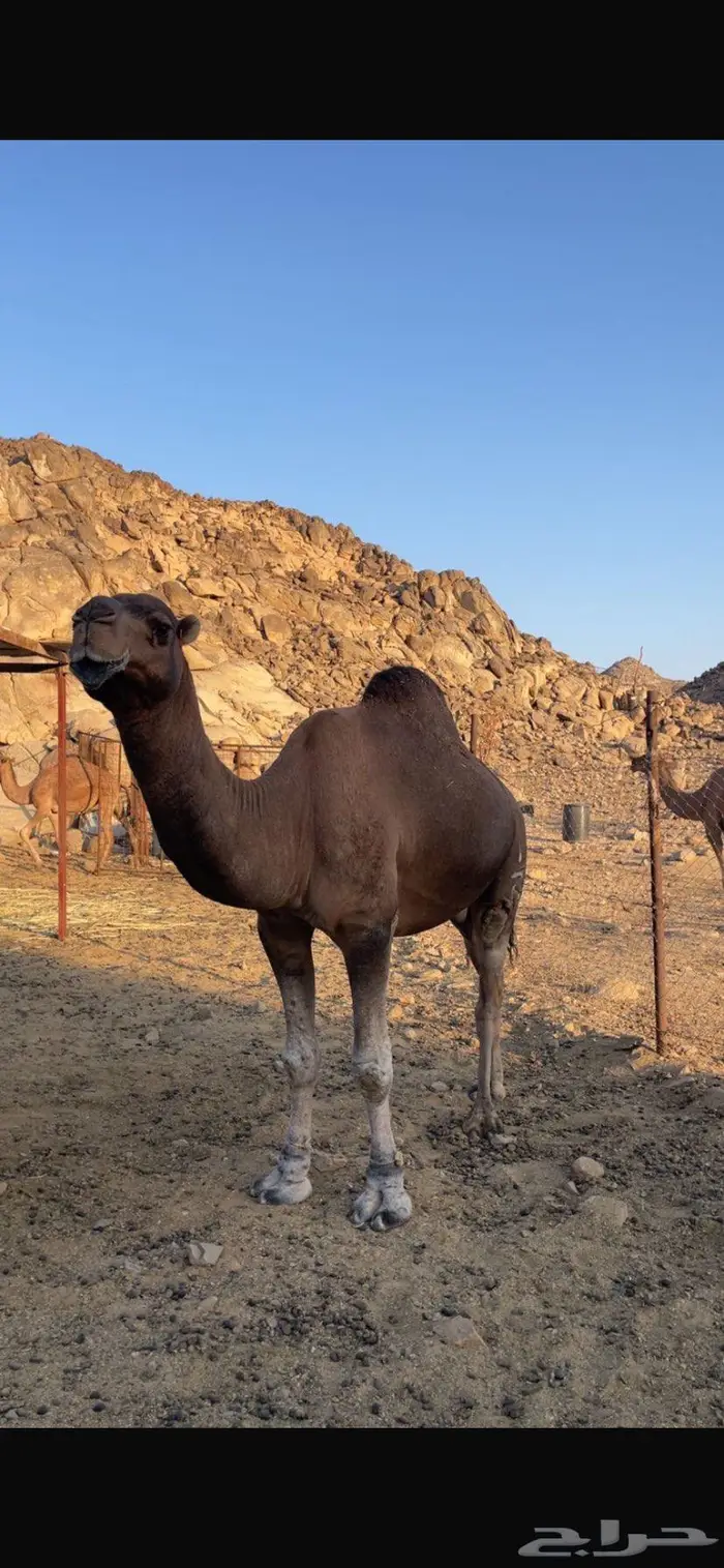 جمل احمر مشروط رباع 0