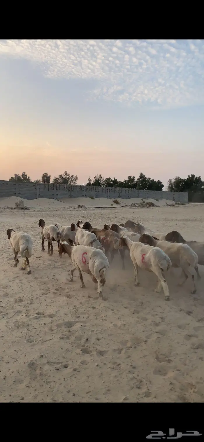 شياه جمله دفيع شرط ورقوث 0