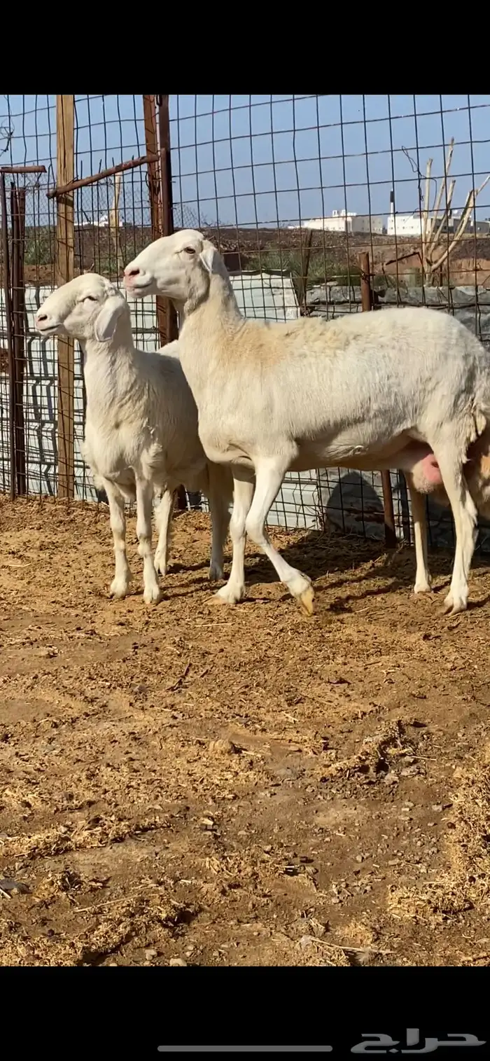 نعجة تحتها خروف صنف الصنف ( تم البيييع ) 4