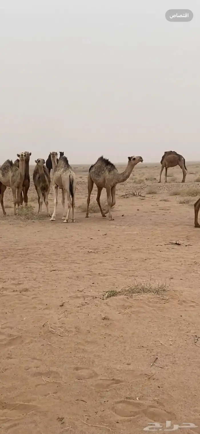 حشو مفاريد بريه للبيع 0