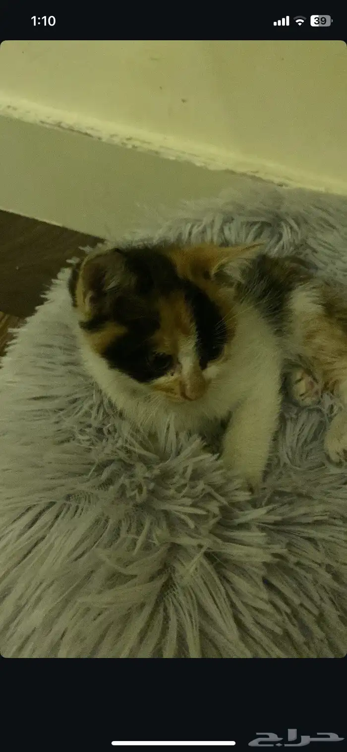 قطه عمرها شهرين للتبني 2