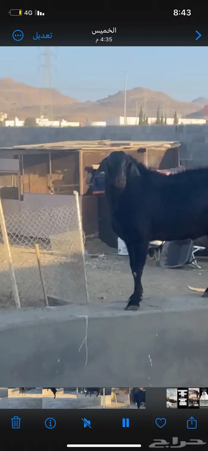 تيس فحل مشروط سن سديس مقلع 1