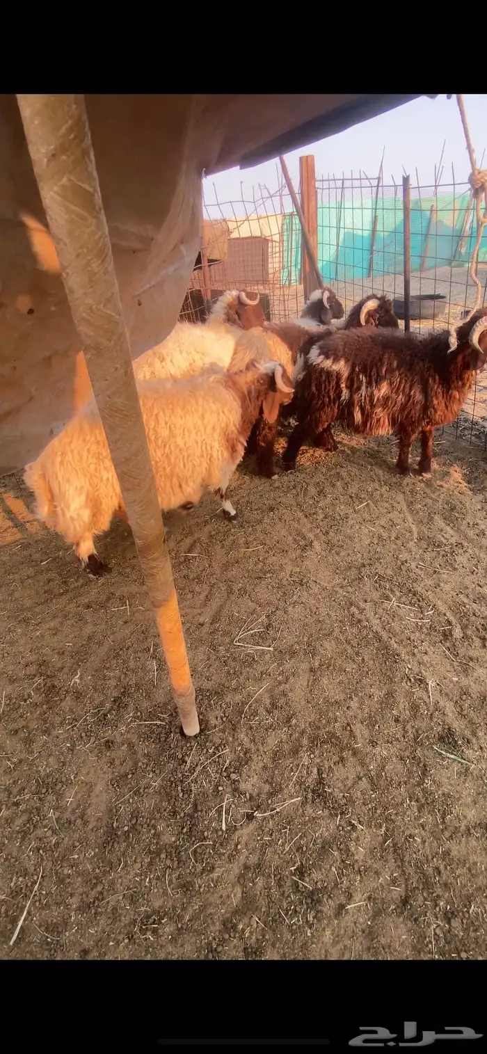 خرفان نعيم 1