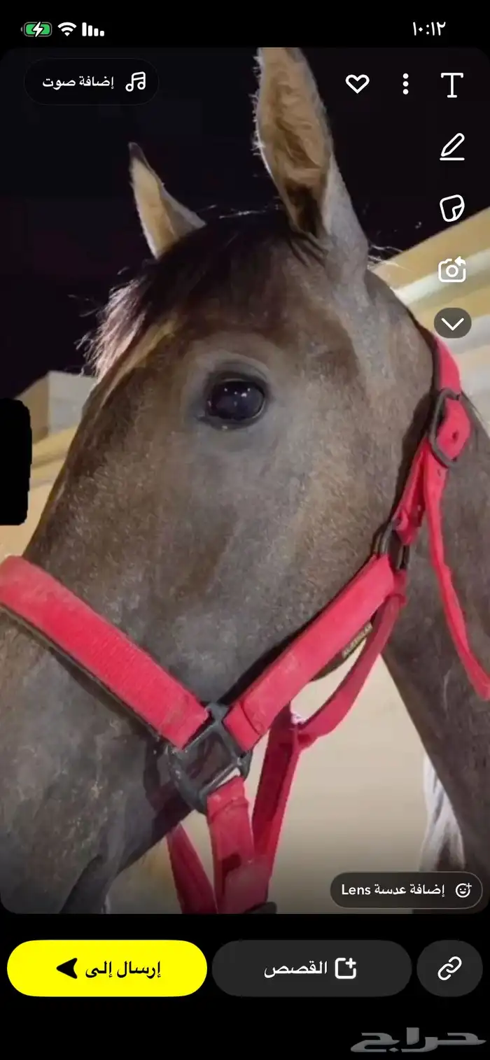 مهره عمرها سنه وثمانيه لا يوجد تقدم الفك بلحيل طيبه 0