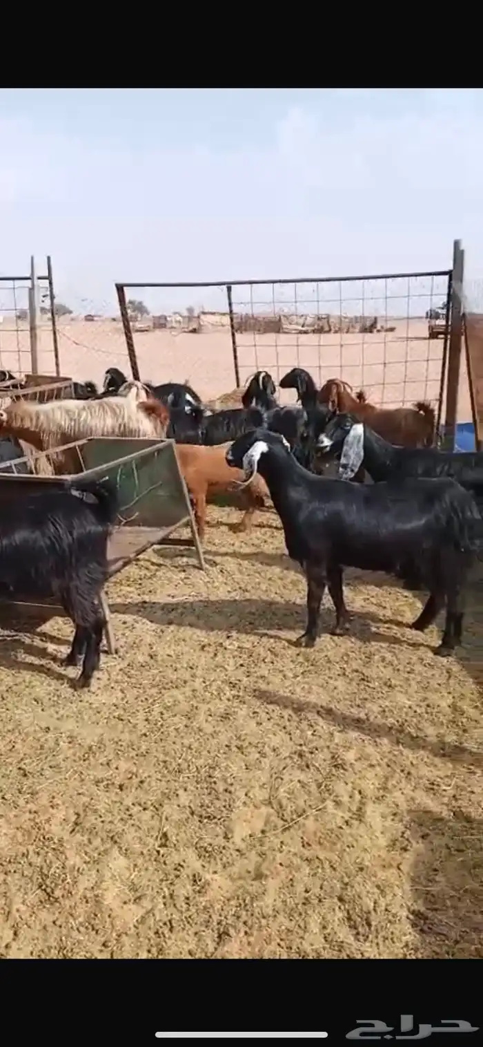 معزا مشاريك جبره ومكرمه ( مضاريع دفيع قريب ولاده ) 0