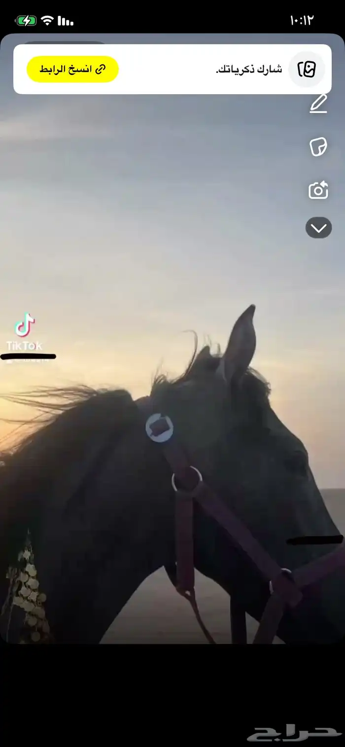 مهره عمرها سنه وثمانيه لا يوجد تقدم الفك بلحيل طيبه 5