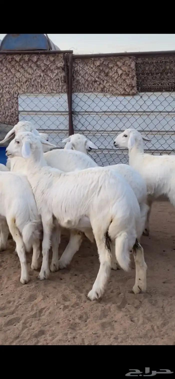 10 رخال كفو كفو 1