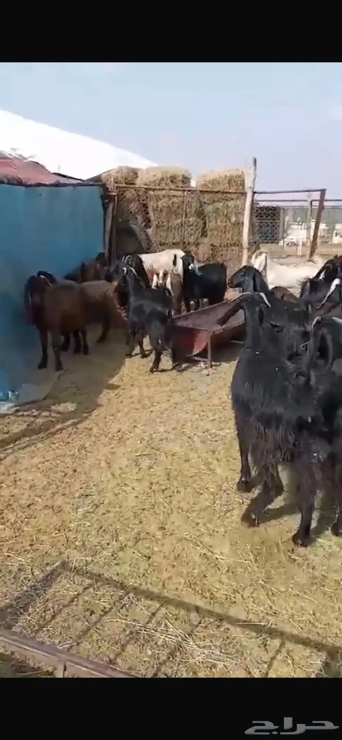 معزا مشاريك جبره ومكرمه ( مضاريع دفيع قريب ولاده ) 18