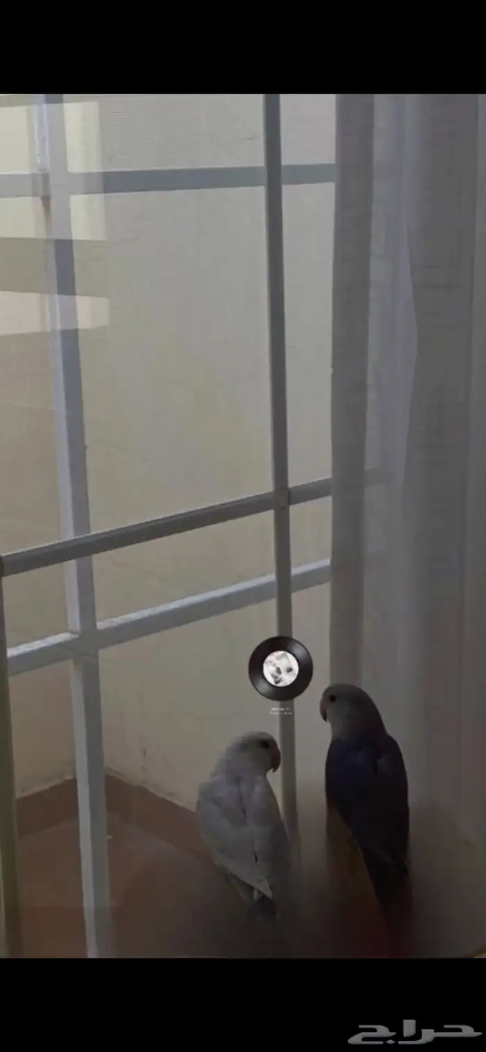 عصافير روز للبيع 1