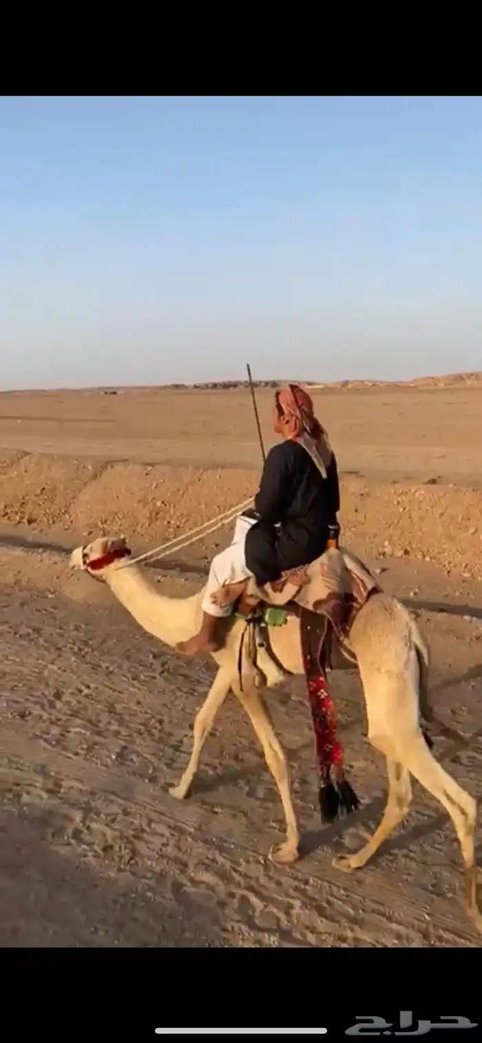 قعود للبيع 0