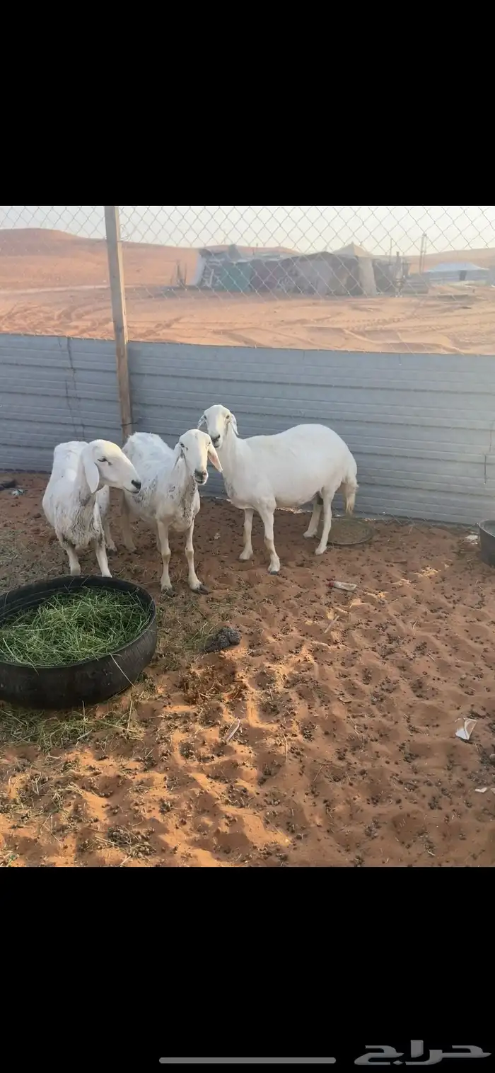 حريات حصيب 0