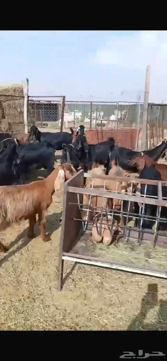 معزا مشاريك جبره ومكرمه ( مضاريع دفيع قريب ولاده ) 19