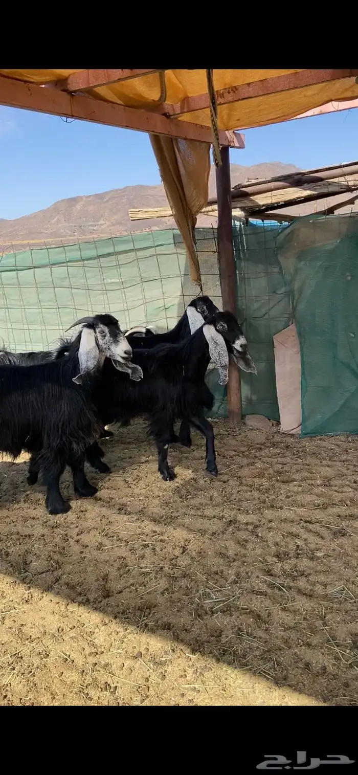 جفرات دفيع 1