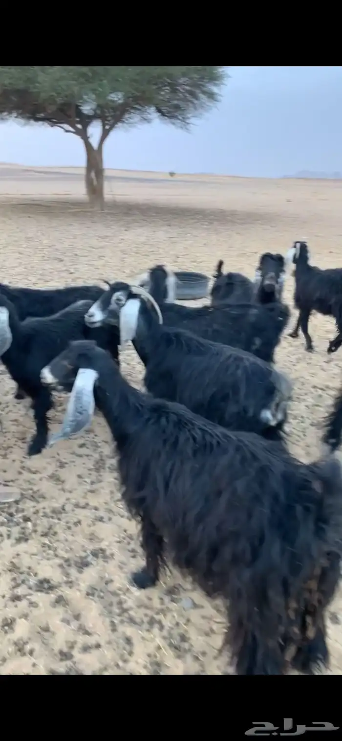 معزا عوارض وثنتين هولندي كلها دفيع وحصيب على السونار 3