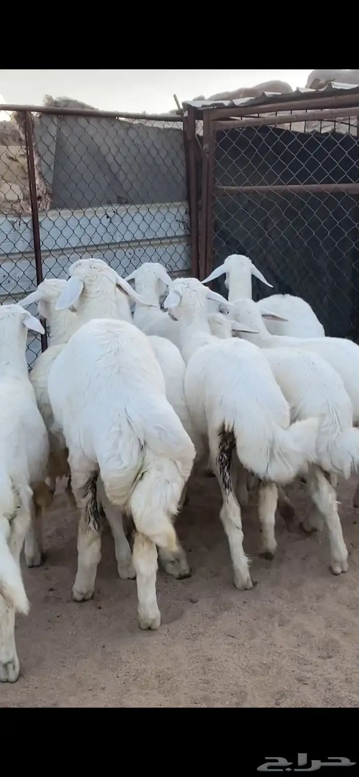 10 رخال كفو كفو 2