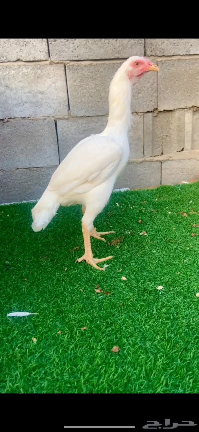 جوز سندي نسل عم غبشان 4