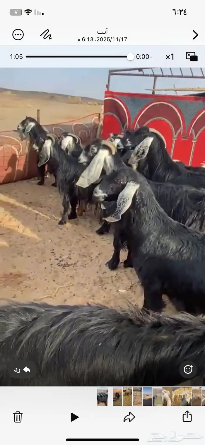 معزاء طيبه وصنف ناهيه ماشاء الله تبارك الرحمن 0