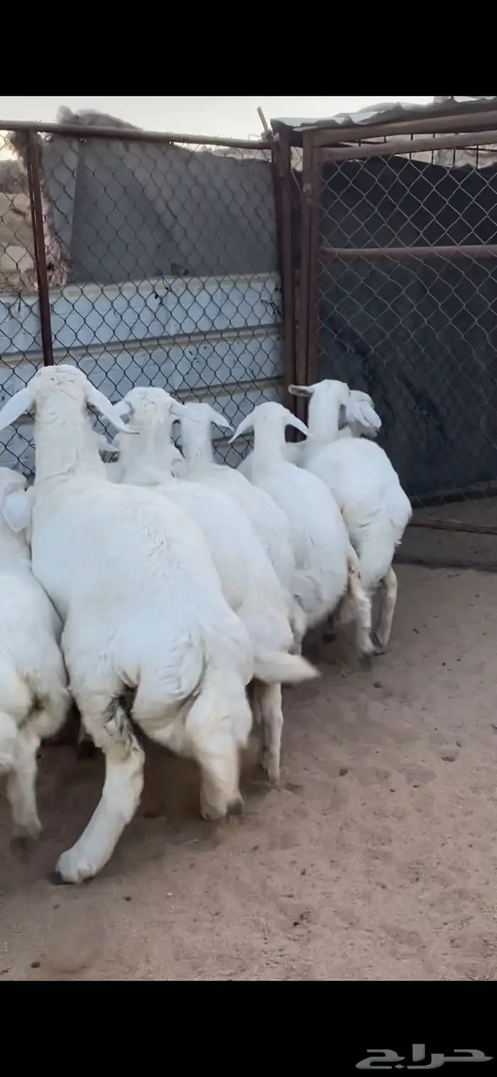 10 رخال كفو كفو 3