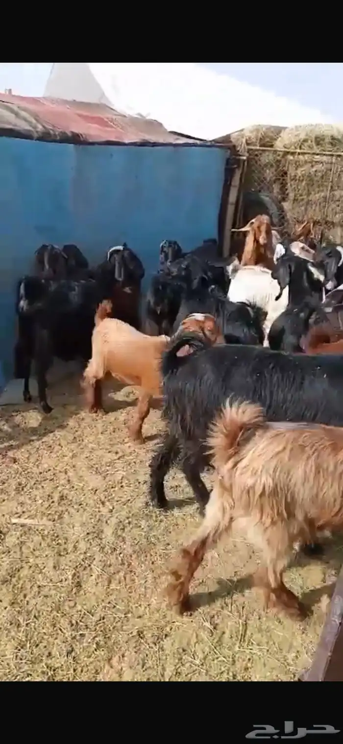 معزا مشاريك جبره ومكرمه ( مضاريع دفيع قريب ولاده ) 3