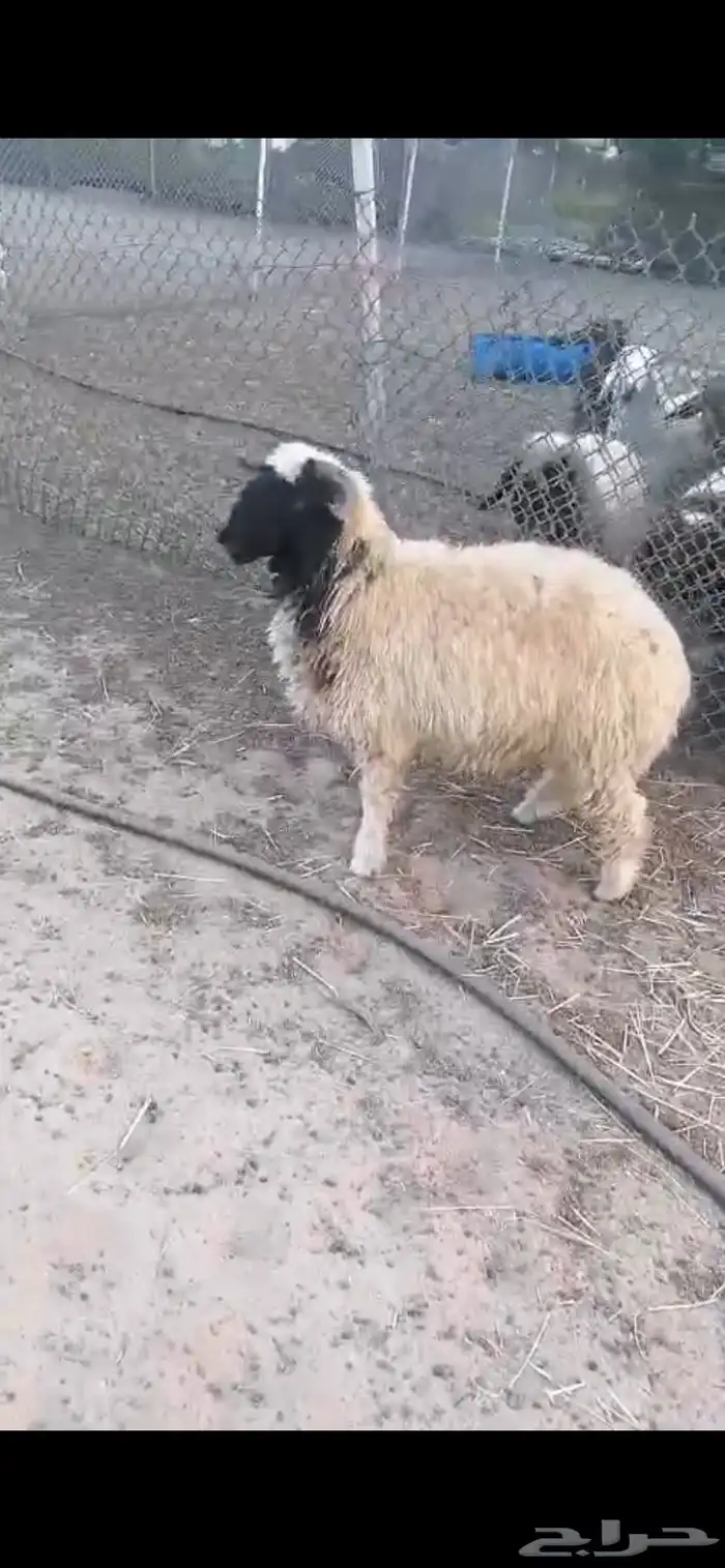 خروف نعيمي للبيع فوق خمس شهور انتاج المزرعه 0