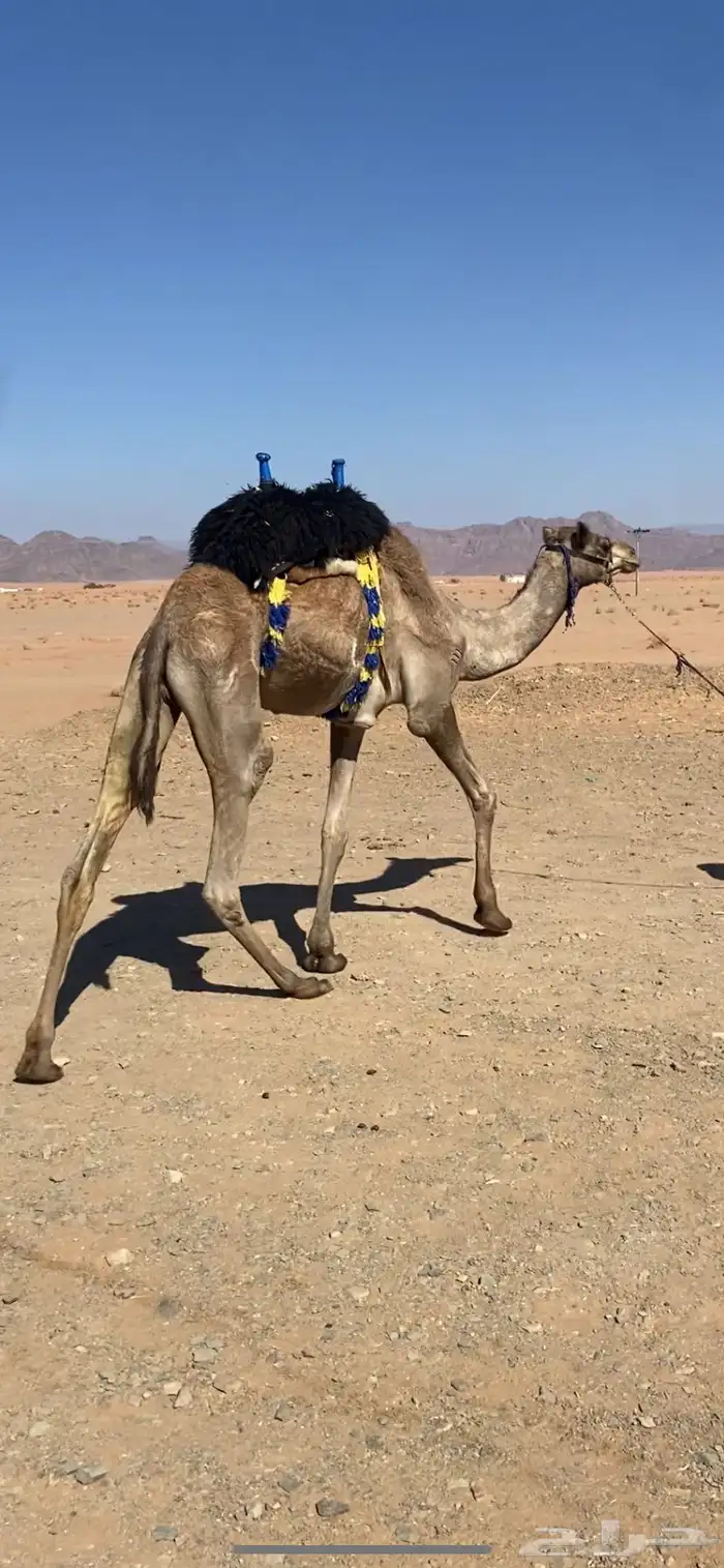 للبيع قعود لقي 2