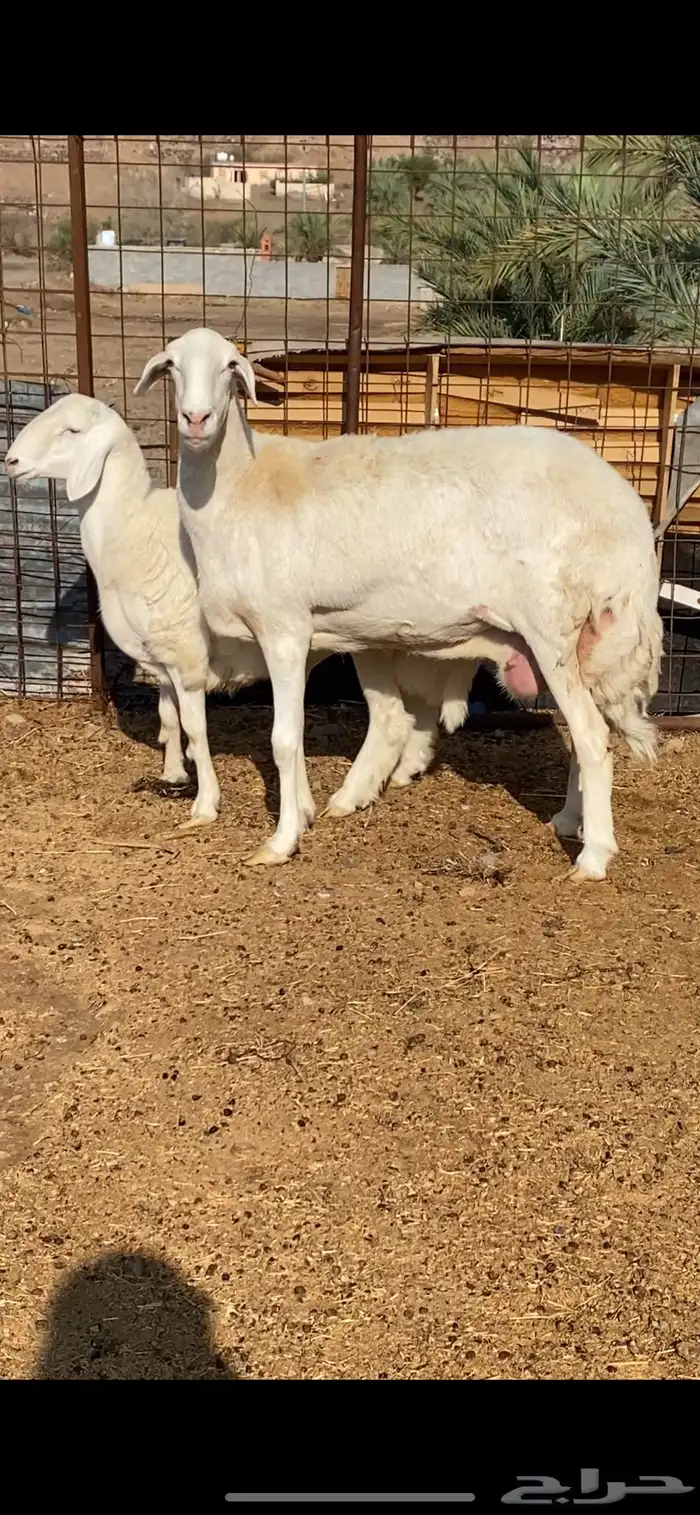 نعجة تحتها خروف صنف الصنف ( تم البيييع ) 7