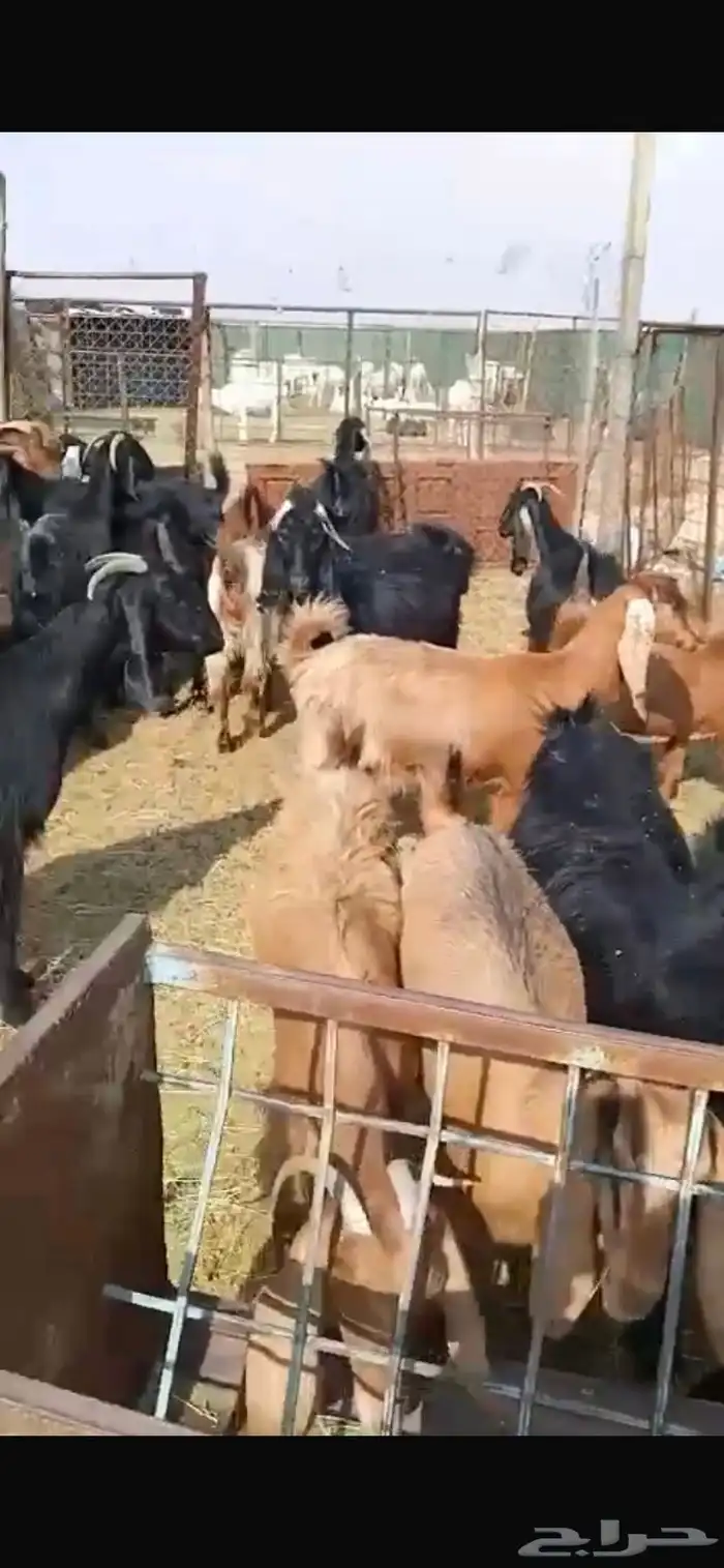 معزا مشاريك جبره ومكرمه ( مضاريع دفيع قريب ولاده ) 6