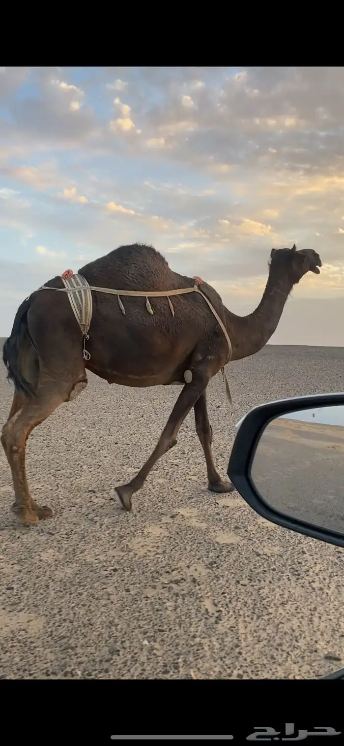 خلفه تحتها بكره وعلى جميع الشروط 0