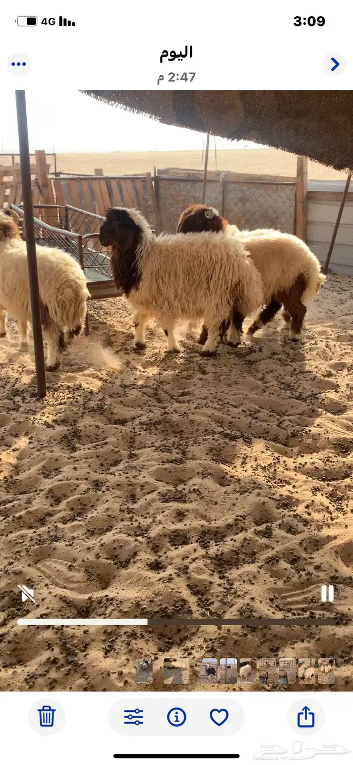 3 خرفان و1 رخل نعيم بلدي 0