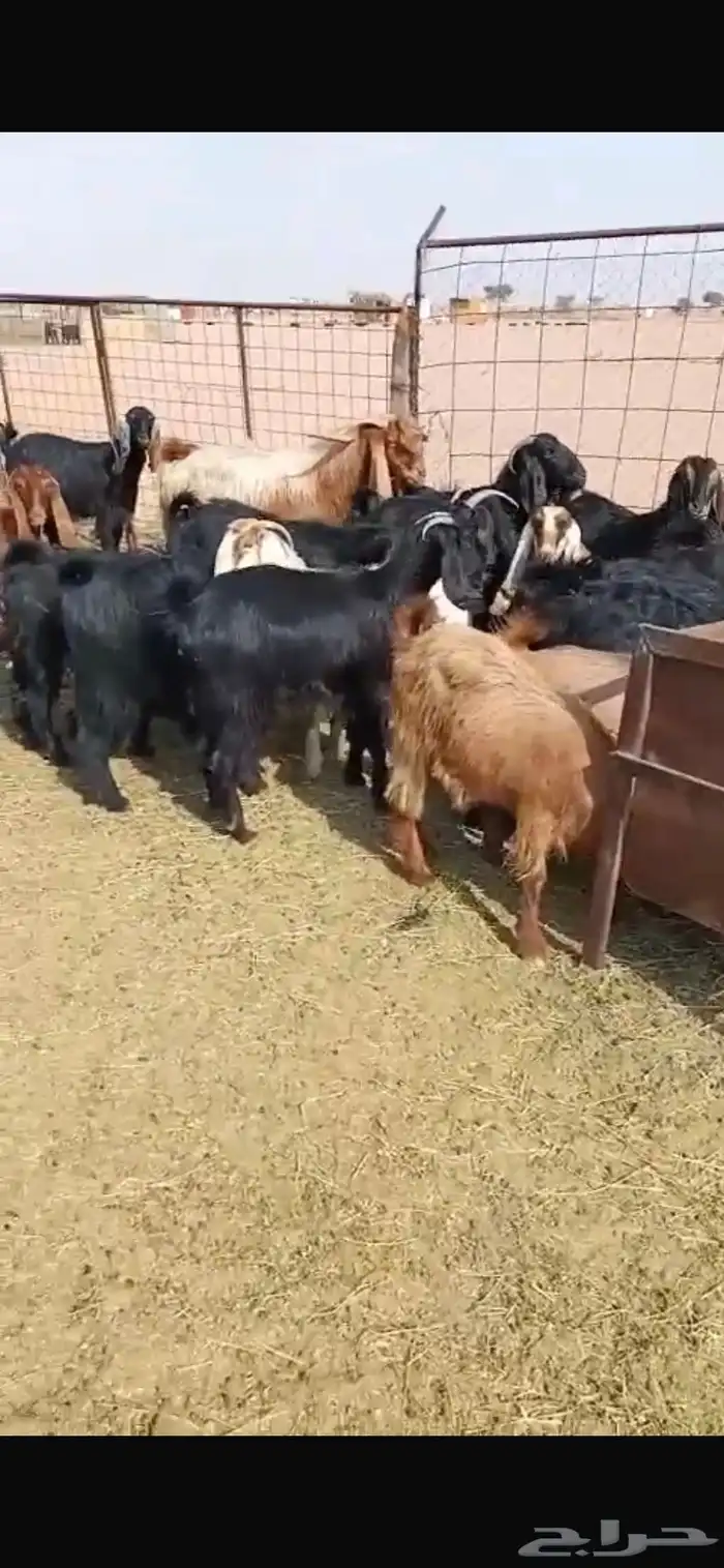 معزا مشاريك جبره ومكرمه ( مضاريع دفيع قريب ولاده ) 7