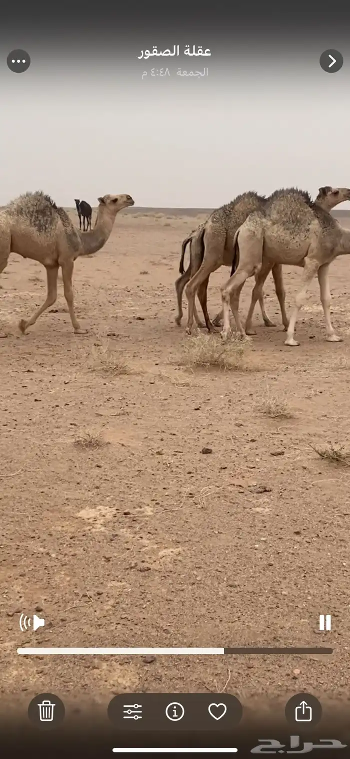 حشو مفاريد بريه للبيع 1